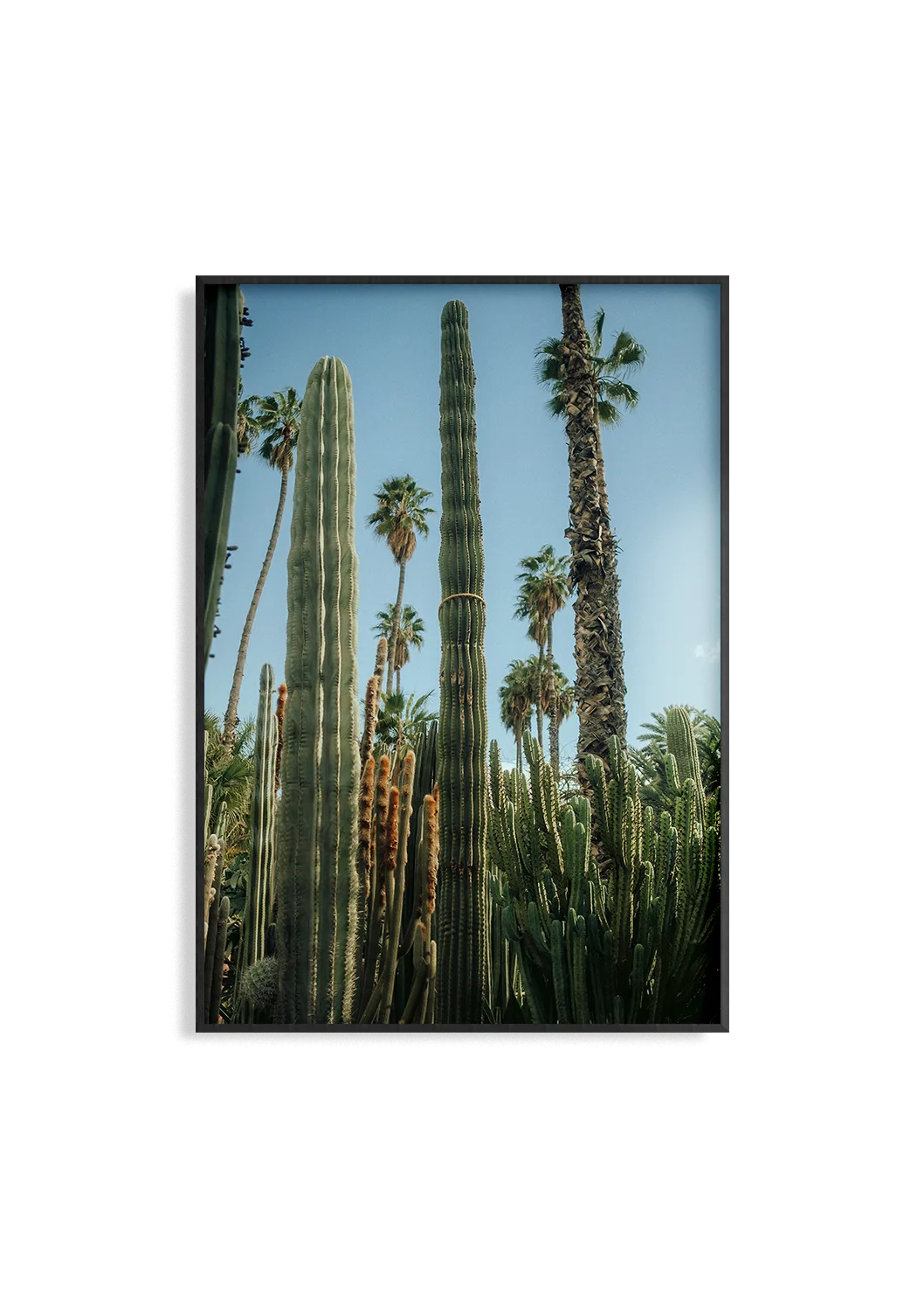 Jardin Majorelle | Fine Art Print